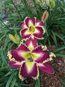 Mc Jagger - 2019 - D - bloomed