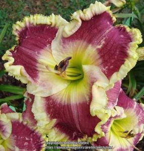 Orchid Linen - 2013 - D - SOLD