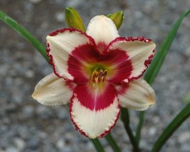 Tart With a Heart - 2018 - E - bloomed