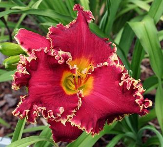 Van Helsing - 2013 - D - bloomed