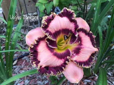 Vegas Jackpot - 2017 - SE - bloomed