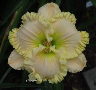 Wonder of it All - 2005 - D - bloomed