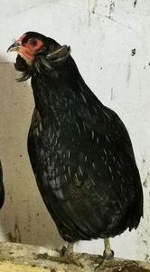 Araucana Sălbatic Willd