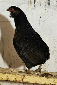 Araucana Sălbatic Willd