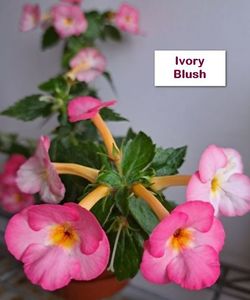 Ivory Blush