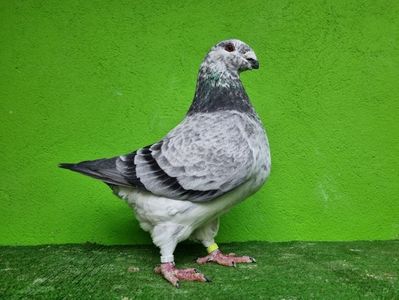 MAMA FEMELĂ RO 21 - 02501