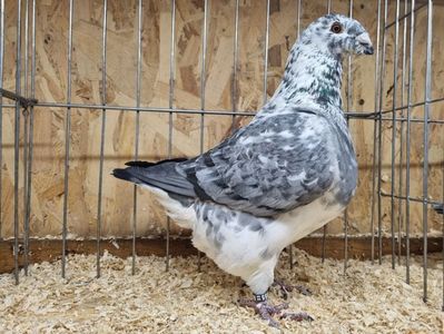 ACHIZITIE MASCUL RO 22 - 1055 - FLOREA NICOLAE
