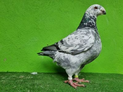 TATAL MASCUL RO 21 - 02539