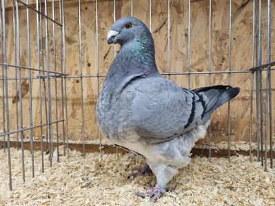 MAMA FEMELĂ RO 21 - 06049