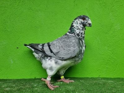TATAL MASCUL RO 21 - 02536