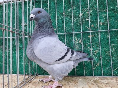 TATAL MASCUL RO 21 - 02580