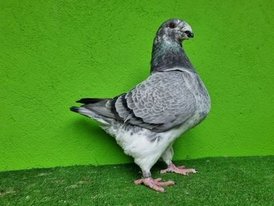 MAMA FEMELĂ RO 20 - 04193