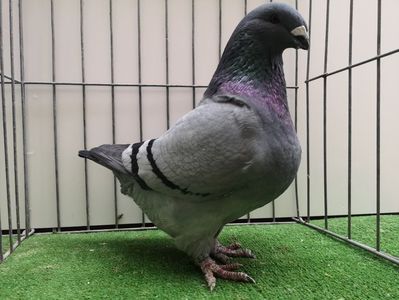 MAMA FEMELA RO 20 - 04103