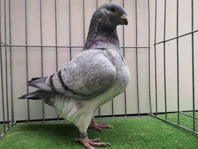 TATAL MASCUL RO 20 - 04126