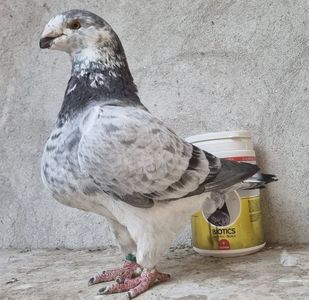 MAMA FEMELA RO 19 - 00883