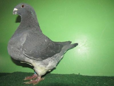MAMA FEMELA RO 18 - 00565