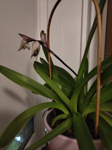 paphiopedilum "philippinense"