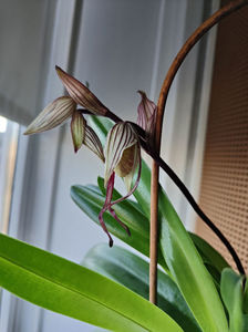 paphiopedilum "philippinense"