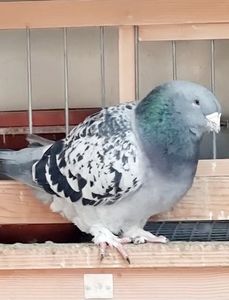 VideoCapture_20221112-135524