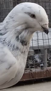 VideoCapture_20221101-101754