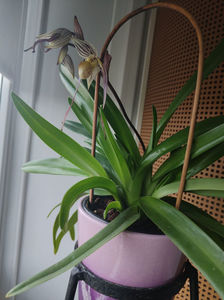 paphiopedilum "philippinense"