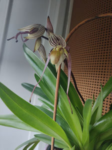 paphiopedilum "philippinense"