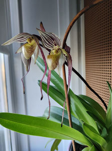 paphiopedilum "philippinense"