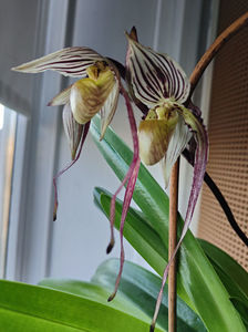 paphiopedilum "philippinense"