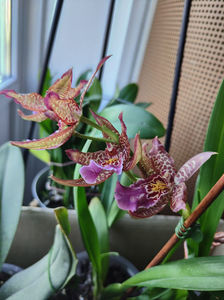 beallara "marfitch renaissance coral"