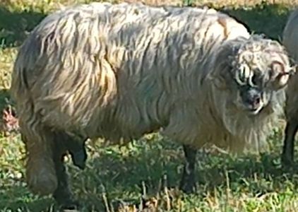 Oaie Bucălaie șchioapă