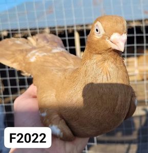 Femela 2022 06222