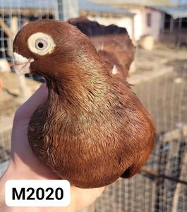 Mascul 2020 2869