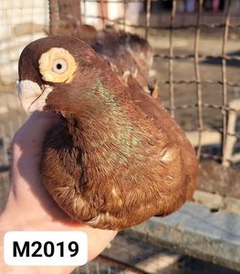 Mascul 2019 9015