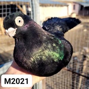 Mascul  2021 2390
