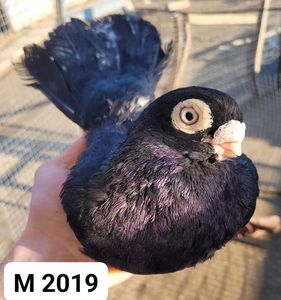 Mascul 2019 8630