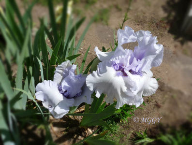 ©; P3330187
