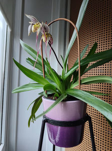 paphiopedilum "philippinense"