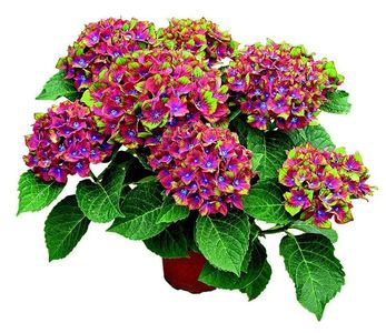 Hydrangea macrophylla Schloss Wackerbarth ®