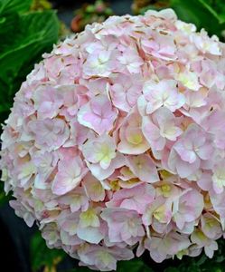 Hydrangea macrophylla Doppio Eccelent ®