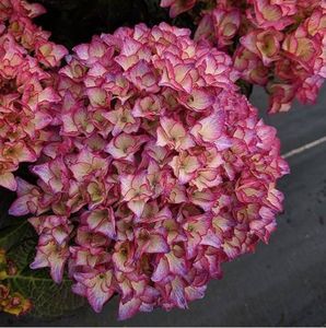 Hydrangea macrophylla Grafin Cosel ®