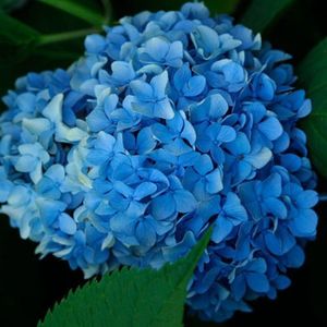 Hydrangea macrophylla Nikko Blue