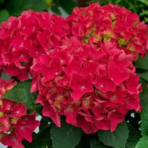 Hydrangea macrophylla Bright Red ®