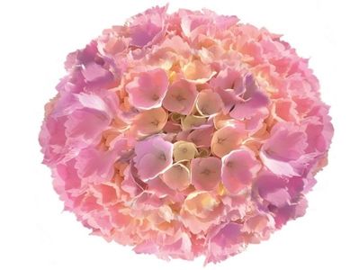 Hydrangea macrophylla Pink Sensation ®