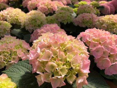 Hydrangea macrophylla Pink Sensation ®