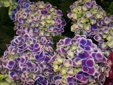 Hydrangea macrophylla Tivoli ®