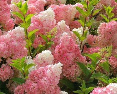 Hydrangea paniculata Vanille Fraise®