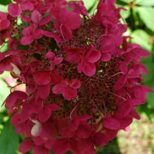 Hydrangea paniculata Wilm's Red®9