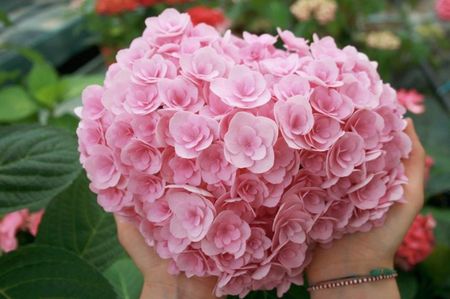 Hydrangea-macrophylla-Love