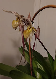 paphiopedilum "philippinense"