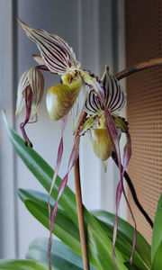 paphiopedilum "philippinense"